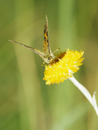 Correa Brown Butterfly on Flower Found in Mountains Above 1000 Meters