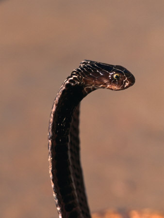 Snake Charmer