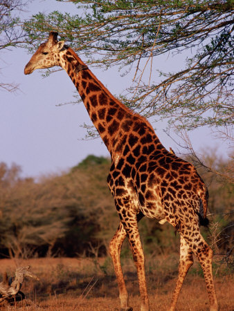 Giraffe, Phinda Game Reserve, South Africa