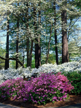 Norfolk Botanical Gardens, VA