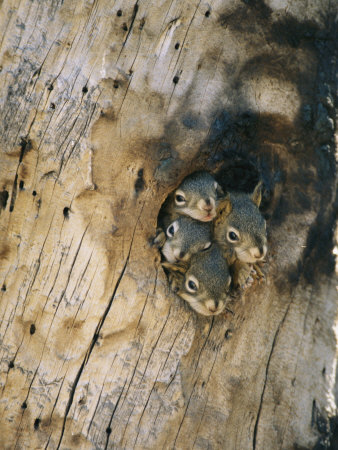 Young Squirrels Peering Out of a Nest Once Used by a Northern Flicker