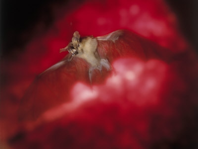 Bat with Wings Spread in Flight and Mouth Open