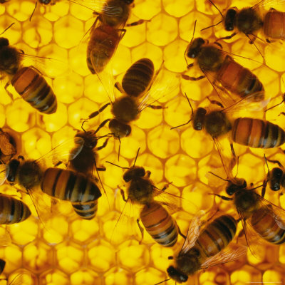 A Close-up View of Bees in a Hive
