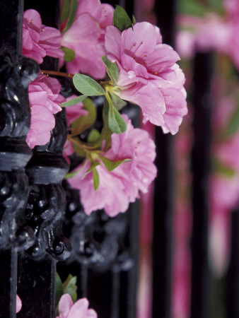 Charleston, South Carolina, USA
