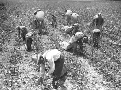Mexican Cotton Pickers