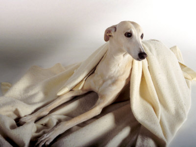 Polish Hound on Blanket