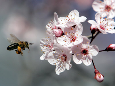 A Bee Hovers in Front of a Blossom of a Plum Tree