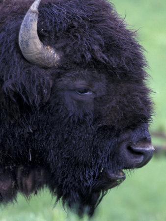 Bison Profile, Yellowstone National Park, Wyoming, USA