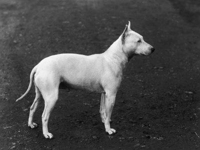 Champion Faultless an Early Example of the Bull Terrier Breed