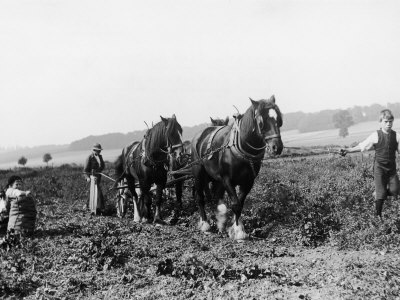 Buy Potato Lifting Using Horses and Plough Near Rickmansworth Hertfordshire at AllPosters.com