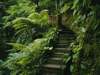 Stone Steps and a Path Cut Through Dense Jungle and Palm Trees