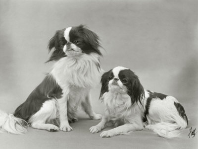 Pair of Japanese Chins Owned by Hudson One Sitting and One Lying Down