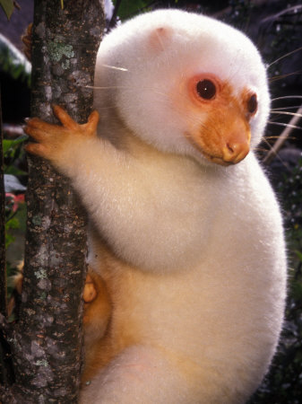 Buy A Cuscus Clinging to a Tree Trunk at AllPosters.com