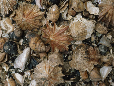 Buy Fossil Seashells Found During Excavation Include Limpets and Periwinkles at AllPosters.com