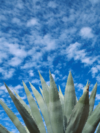 Agave Plant