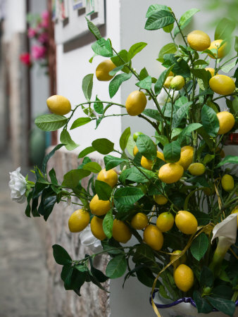 Lemons, Positano, Amalfi Coast, Campania, Italy