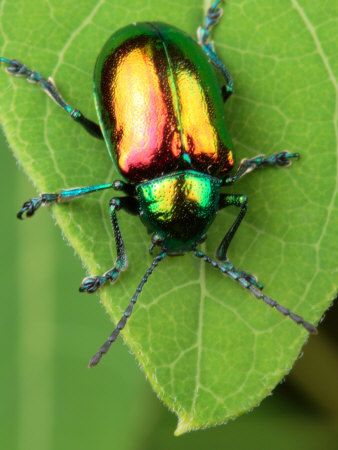 A Dogbane Leaf Beetle, Chryschus Cobaltinus, Eating Dogbane Leaf