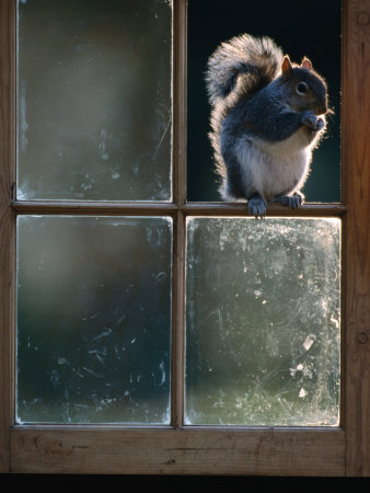 Buy Grey Squirrel (Sclurus Carolinensis) Perched in Window Frame, Llanidloes, United Kingdom at AllPosters.com