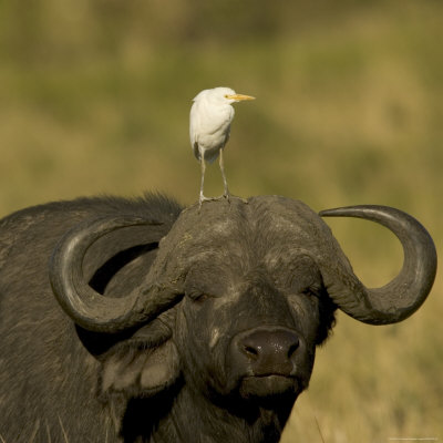 Portrait of a Cape Buffalo with a Cattle Egret Perched on Its Head (Syncerus Caffer)
