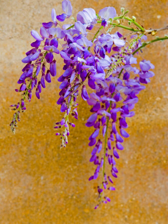 Wisteria Blooming in Spring, Sonoma Valley, California, USA