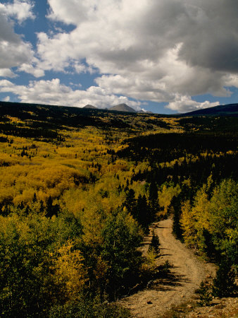 Colorful Trees in Fall, Boulder