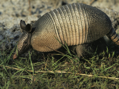 Buy Nine-Banded Armadillo, Melbourne, Florida at AllPosters.com