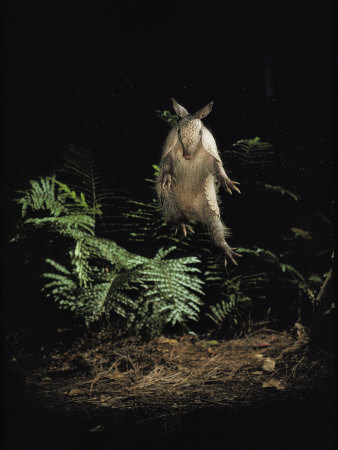 Buy Fright Reflex Propels an Alarmed Armadillo Into the Air, Archbold Biological Station, Florida at AllPosters.com