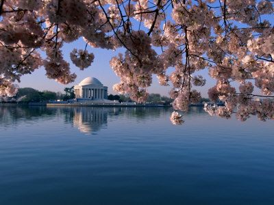 Buy Japanese Cherry Blossoms Frame the Jefferson Memorial and the Tidal Basin at AllPosters.com