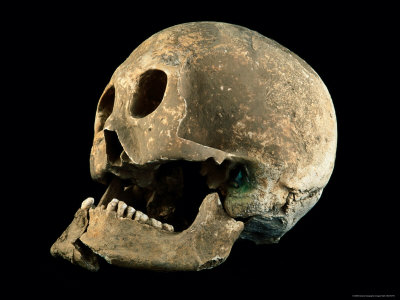 Buy A Skull with a Bronze Arrowhead Embedded in the Bone at AllPosters.com