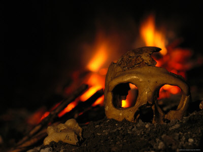 Buy Close View of the Skull of a Neandertal Woman at AllPosters.com