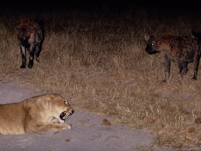 Buy A Lioness Being Threatened by a Band of Spotted Hyenas at AllPosters.com