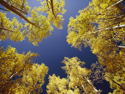 View Straight up at the Sky Through a Golden Canopy of Aspen Trees