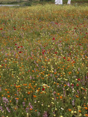 Flowering Field in Algeria