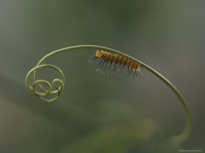 Buy A Very Young Larva of the Passionflower Butterfly Inches Along a Curly Tendril of a Passionflower at AllPosters.com