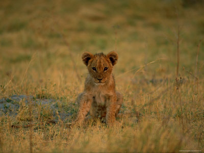 A Five-Month-Old Cub