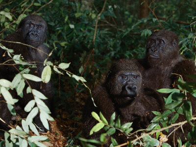 Three Western Lowland Gorillas Sit in the Jungle