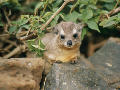 Buy A Rock Hyrax Sits on Rock at AllPosters.com