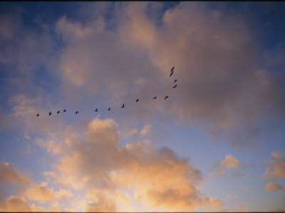 Buy Cormorants in Formation at AllPosters.com