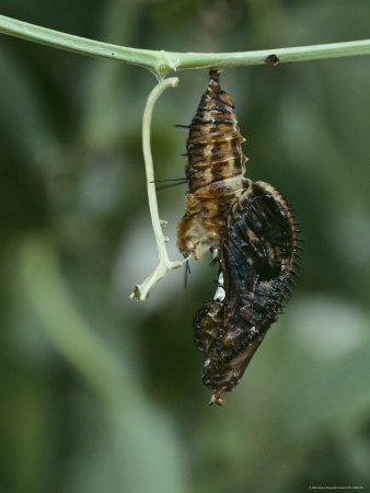 Buy A Passionflower Butterfly Pupa Struggles to Unleash Itself from its Transparent Chrysalis at AllPosters.com