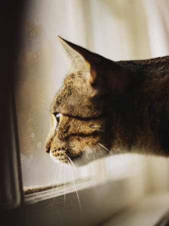 A Profile of a Tabby Cat