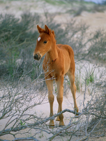 Buy A Wild Pony on the Beach at Chincoteague Island at AllPosters.com