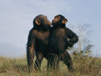 Buy A Pair of Orphan Chimpanzees at AllPosters.com