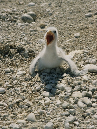 Buy Cormorant Chick at a Colony Along Lake Michigan at AllPosters.com