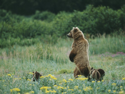An Adult Alaskan Brown Bear Stands with Her Cubs