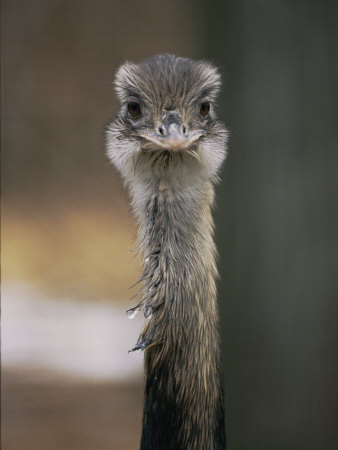 Buy Emu at the National Zoo at AllPosters.com