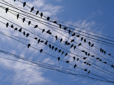 Buy Flock of Birds Lined up on Overhead Wires at AllPosters.com