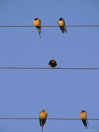 Buy Birds Roost on Power Lines in Halebid at AllPosters.com