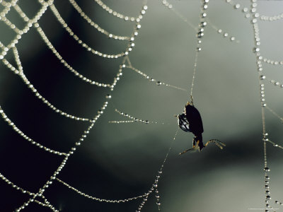 Buy Insect in a Spiderweb Covered in Dew at AllPosters.com