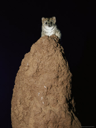 Buy A Mulgara Rests Atop a Termite Mound at AllPosters.com
