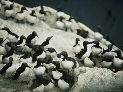 Buy Murres in Their Rookery on Unst at AllPosters.com
